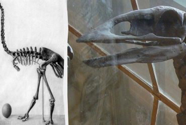 Одне яйце могло прогодувати цілу сім'ю: біолог розповів про найбільшого птаха, якого коли-небудь знав світ