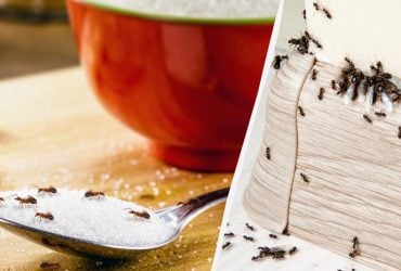 Простой способ избавиться от муравьев в доме: исчезнут за день