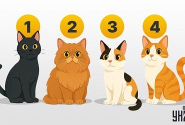 Тест на стиль кохання: обраний кіт вкаже, що вам потрібно у стосунках