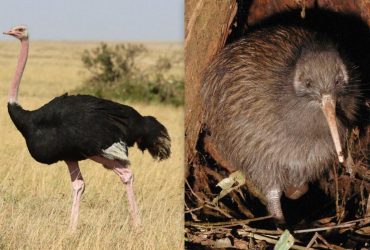 Біолог розповів про 4 нелітаючих птахів, яким вдалося уникнути вимирання