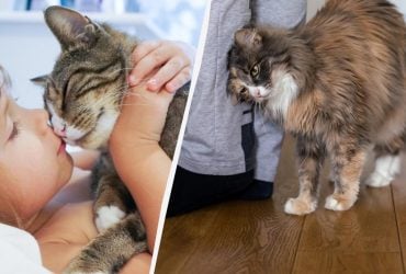 Чому кішка буцає головою: пояснення, яке зворушить кожного