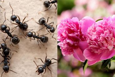 Чи шкідливі мурахи для півоній: садівниця дала точну відповідь