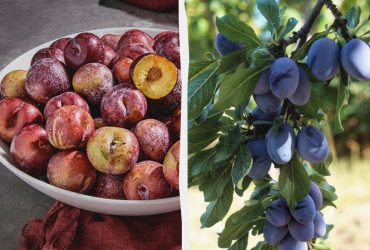Какие сливы в Украине самые вкусные: 6 сортов, от которых вы будете в восторге