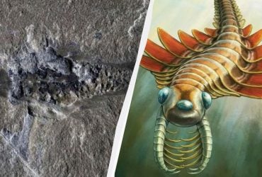 Учені знайшли дивного морського хижака з трьома очима й шипами (фото)