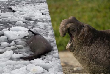 Отдыхал в ледяной ванне: полярники показали огромного морского слоненка (видео)