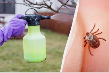 Чем вывести клещей с участка: лучшие методы борьбы