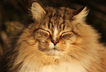 Когда в Украине потеплеет: известный синоптик обновила прогноз