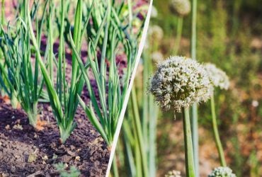 Як посадити цибулю, щоб не пішла в стрілку: які хитрощі використовують дачники