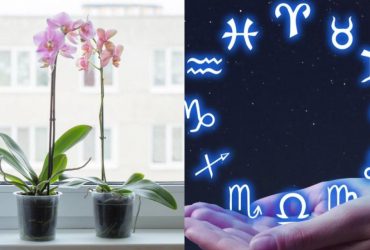 Скорпион - орхидея, Рак - лилия: какое вы растение по знаку Зодиака