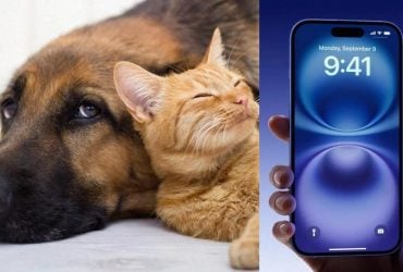 У соцмережах розповіли, як знайти кліща у тварини за допомогою телефону (відео)