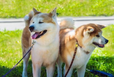 Умные и сдержанные: ветеринар назвала 4 породы собак, которые всегда преданы своему хозяину