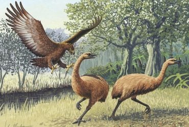 Міг підняти в повітря навіть кенгуру: біолог розповів про найбільшого орла в історії