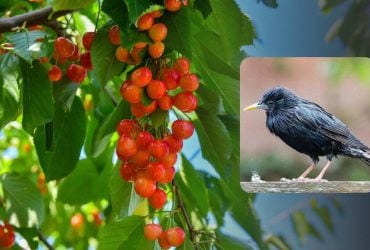 Как отпугнуть скворцов от черешни: проверенные временем методы