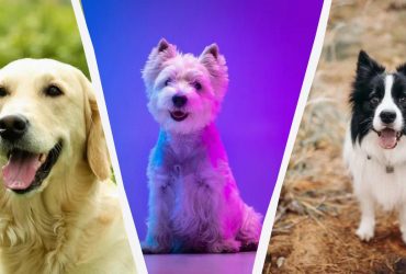 Ці собаки помирають першими: породи з найкоротшим життям