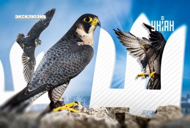 Действительно ли самые быстрые птицы мира вымирают и где их гнезда в Украине: ответ орнитолога