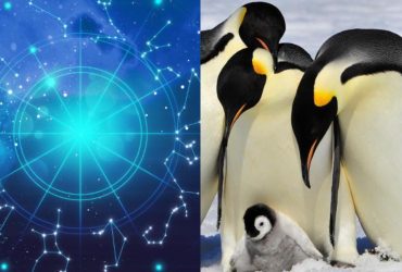 Стрелец - золотоволосый, Козерог - императорский: какой вы пингвин по знаку Зодиака