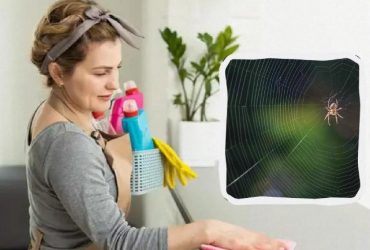 Павуки втечуть із квартири, виблискуючи лапками: ось чим їх відлякати