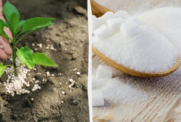 Європарламент ухвалив нові мита на продукти харчування та добрива з Росії, - DW