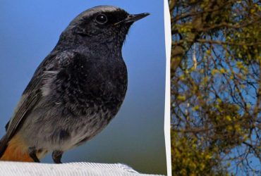 В Чернобыльском заповеднике поймали пение необычной птички (аудио)