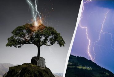 5 деревьев притягивают молнию как магнит: их нельзя сажать на участке