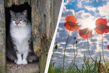 Погода на выходных удивит украинцев резкими перепадами (карта)