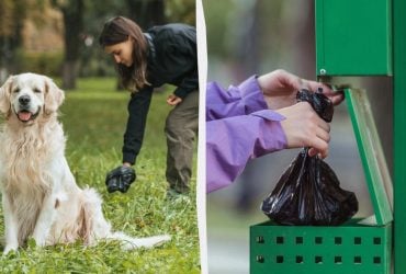 Не убрали за собакой - одной зарплатой не отделаться: как штрафуют горе-хозяев