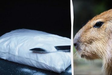 Карти, гроші, п'ятеро капібар: у Коста-Ріці гонитва за авто закінчилася несподіванкою