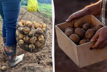 Картопля буде свіжою 5 місяців, якщо зберігати її в певному місці у вашому домі