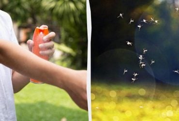 Чарівний засіб: 14 рослин, які відлякують комарів