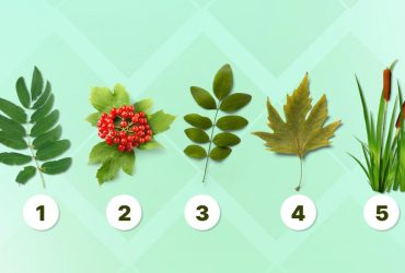 Этот психологический тест достанет все скрытые качества характера: точность 99%