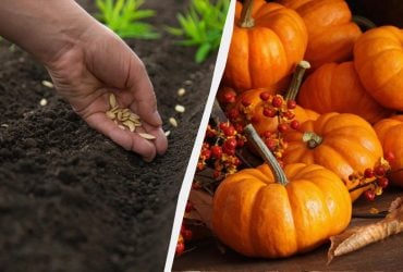 Коли краще посіяти гарбуз: усього один вдалий період у році