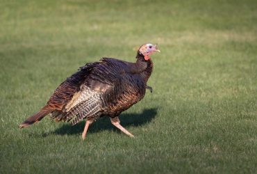 Почему мы не едим индюшиные яйца: фермеры дали простой ответ