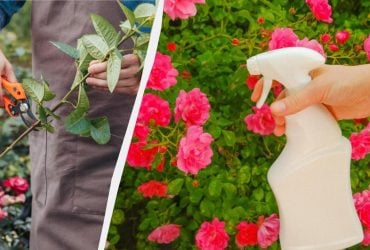Цвістимуть усе літо: поради досвідчених садівників, як доглядати за трояндами