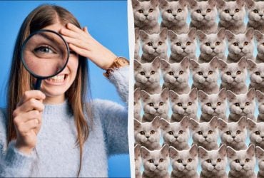 Не каждый найдет кота с голубыми глазами за 8 секунд: очень сложная головоломка
