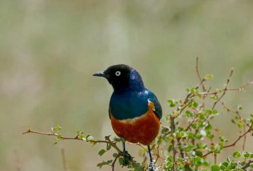 Птицы могут заводить друзей на всю жизнь, прямо как люди, - ученые