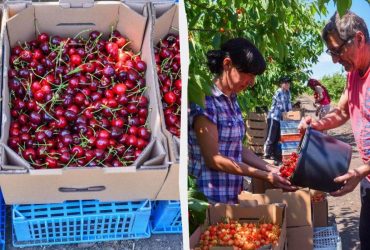 160 гривень за десяток ягід: черешню в Україні почали продавати за "космічними" цінами