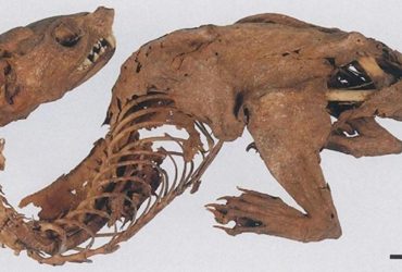 Археологи розгадали таємницю стародавнього райдужного дракона, знайденого сьогуном