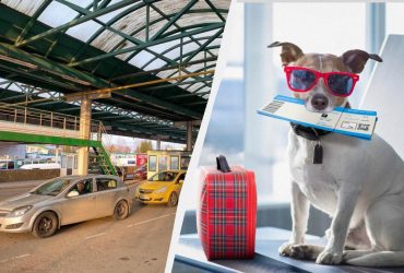 Украинцам напомнили правила путешествий с домашними любимцами за границу