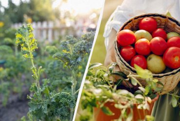 Що не можна садити поруч із помідорами: багато городників роками роблять цю помилку