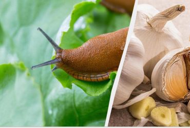 Натуральний засіб проти слимаків: рятуємо квіти без хімії