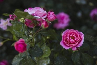 Как обрезать розы, чтобы пышно цвели: садоводы раскрыли все нюансы