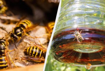 На ділянці не буде жодної оси: 5 копійчаних способів боротьби