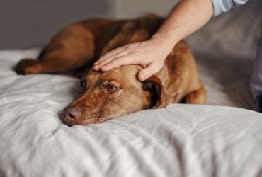 Как собаки проявляют ревность: ветеринары назвали 10 странных способов