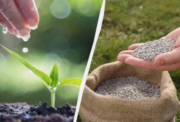 Зачем нужны калийно-фосфорные удобрения, как выбрать подходящие и сколько сыпать на грядки