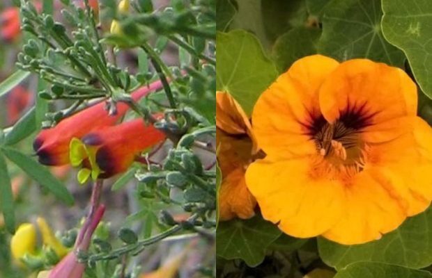 Садовод назвал одно растение, которое "разберется" с вредителями раз и навсегда