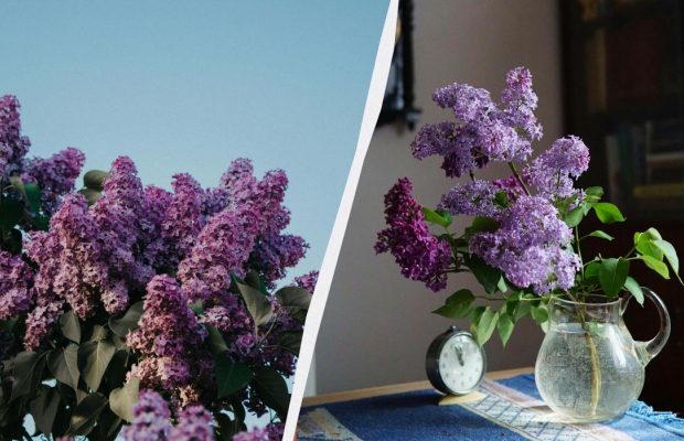 Обрываете ветки сирени? Очень зря: почему нельзя так делать