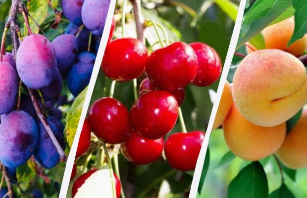 Когда обрабатывать вишню, сливу и абрикос от болезней и вредителей: сроки и препараты