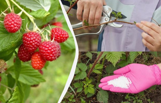 Ягоды малины вырастут крупными и сладкими: вот что нужно сделать с кустом в мае