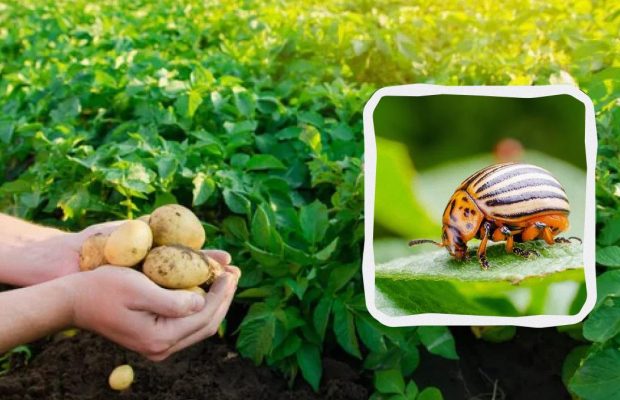 Колорадский жук даже не приблизится к картошке: вот что нужно сделать с грядками