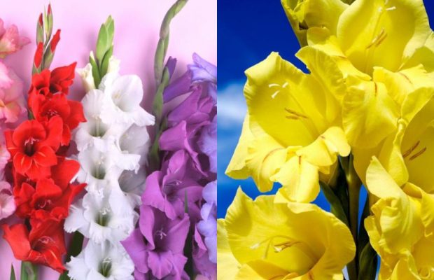 Гладиолусы пышно зацветут на 1 сентября: как правильно сажать и выращивать